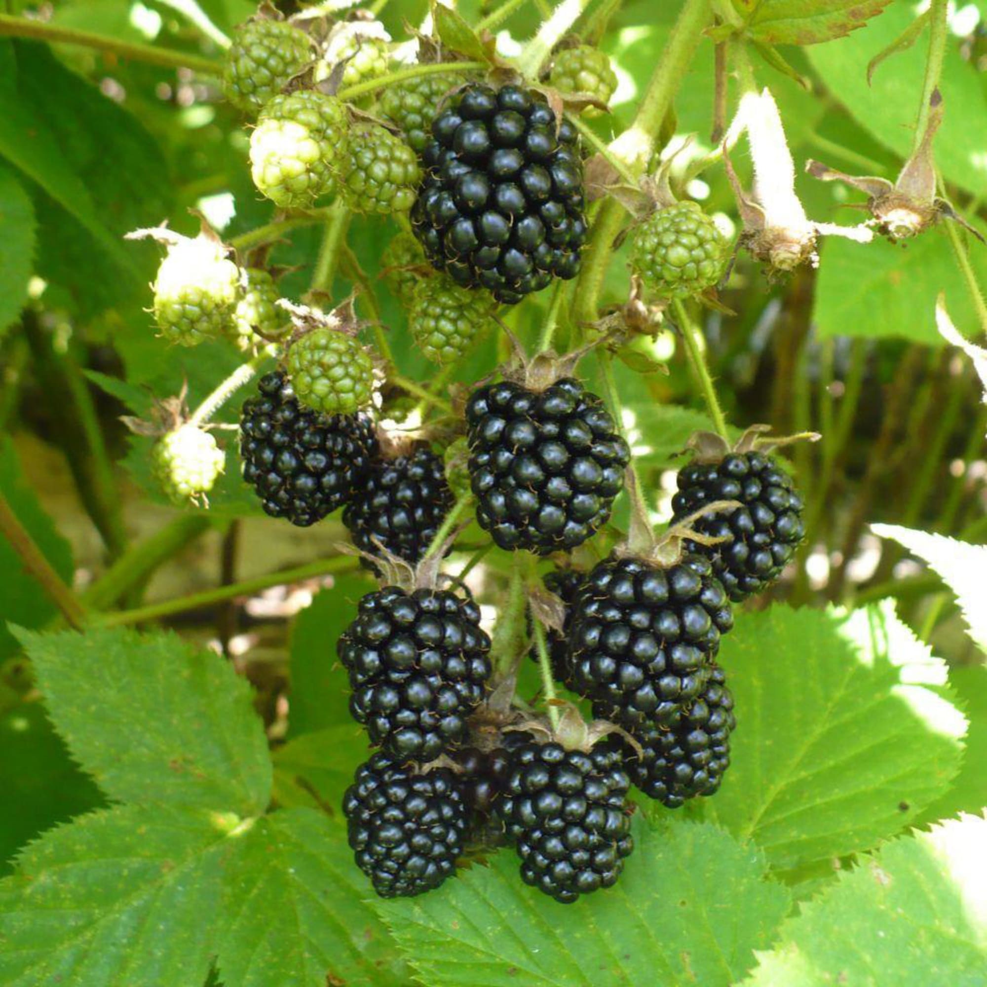 81954916 Ежевика С5 «Агавам» h50 (2 года) Santreyd 