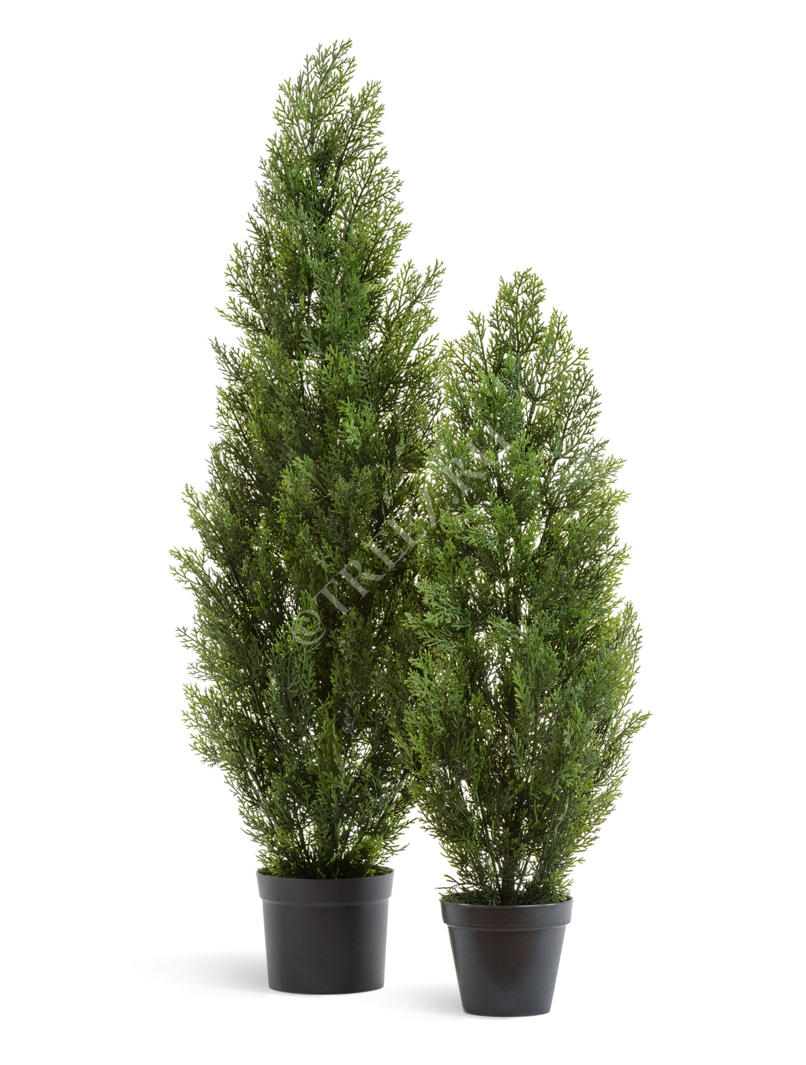 10.0215054/4N Туя Эйр Элеганс уличная Цветочная коллекция  - Вид №1