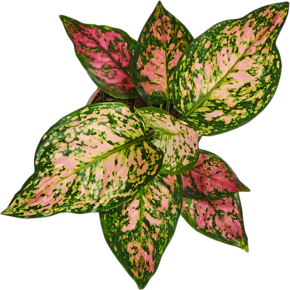 Santreyd Аглаонема Лайт стар — комнатное растение с резными листьями 82741698 STLM-0035266 - Вид №1