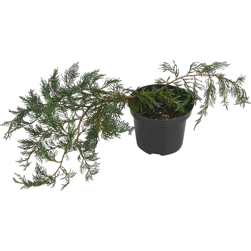 Можжевельник виргинский Грей Оул - хвойный многолетник для сада 85440396 PLANTMARKET STLM-1584306