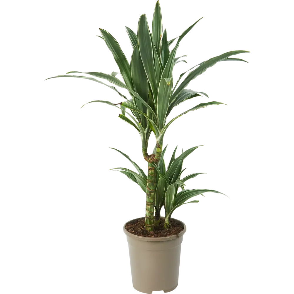 Santreyd Драцена Варнески — изящное тропическое растение с арочной листвой 85324830 STLM-0061445