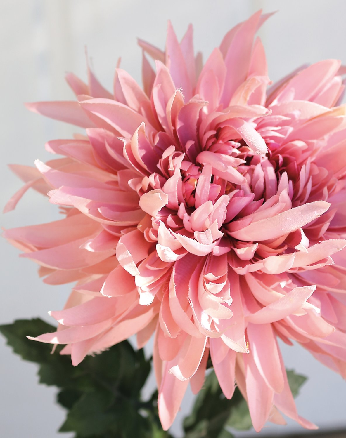 3411 597 a3 Хризантема пластиковая, 62 см, антично-розовая H-andreas  - Вид №2