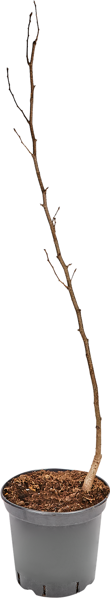 Груша Феерия Santreyd - саженец с обильным урожаем и высокой зимостойкостью 85325569