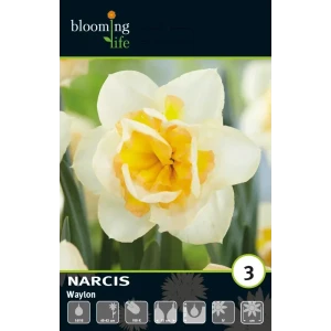 Луковицы нарцисса махрового Вайлон 12/14 - многолетние цветущие растения 89432965