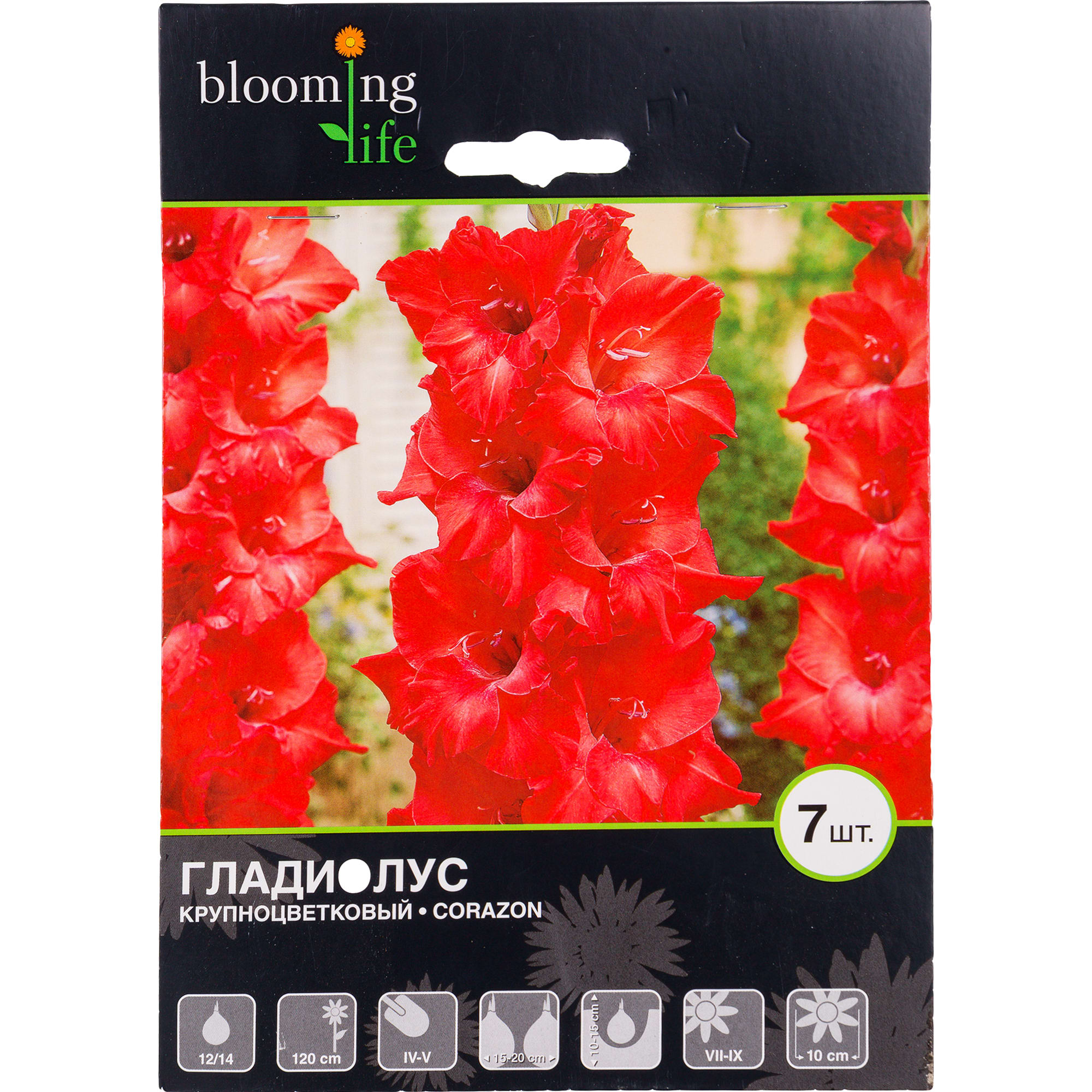 81945907 Гладиолус крупноцветковый «Коразон» Santreyd 