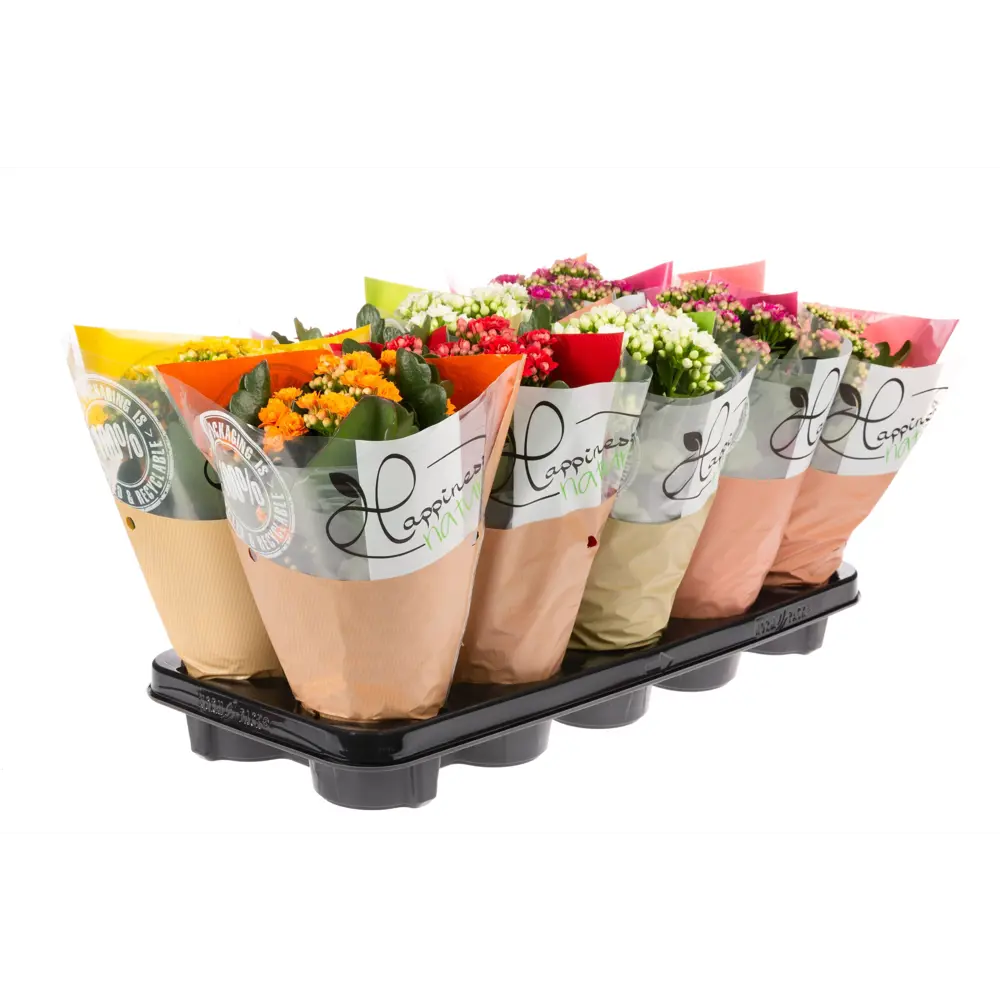 Каланхое Хапинес микс - цветущее комнатное растение в горшке ø12 см 89434681 Santreyd STLM-1584703