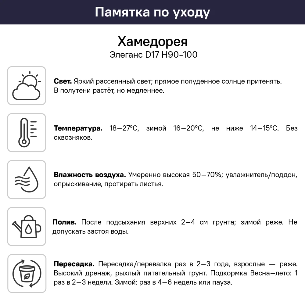 Хамедорея Элеганс ø17 h90 - 100 см Santreyd STLM-2032808 - Вид №3
