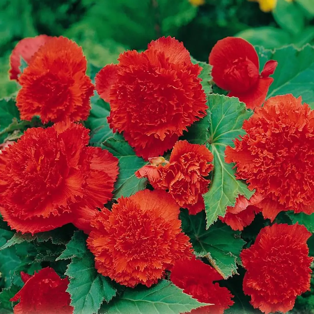 Бегония «fimbriata Salmon», 4х5 см GEOLIA STLM-2157309