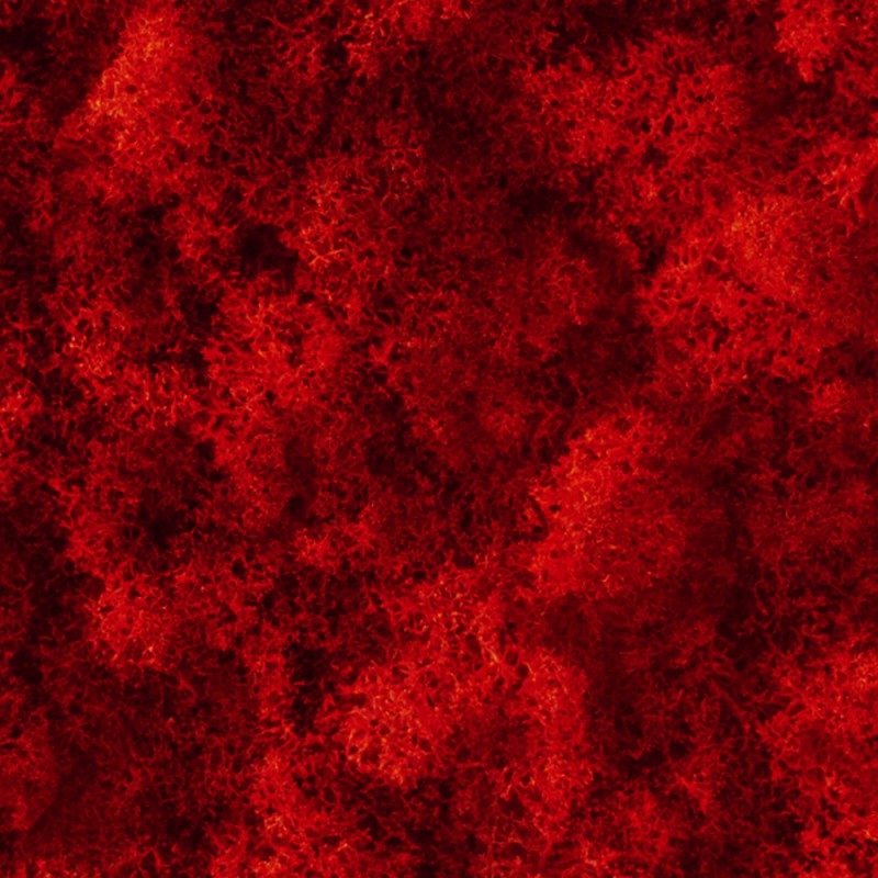 VER001 Лишайник Adriani e Rossi 01 Мох светло-зеленый  - Вид №17