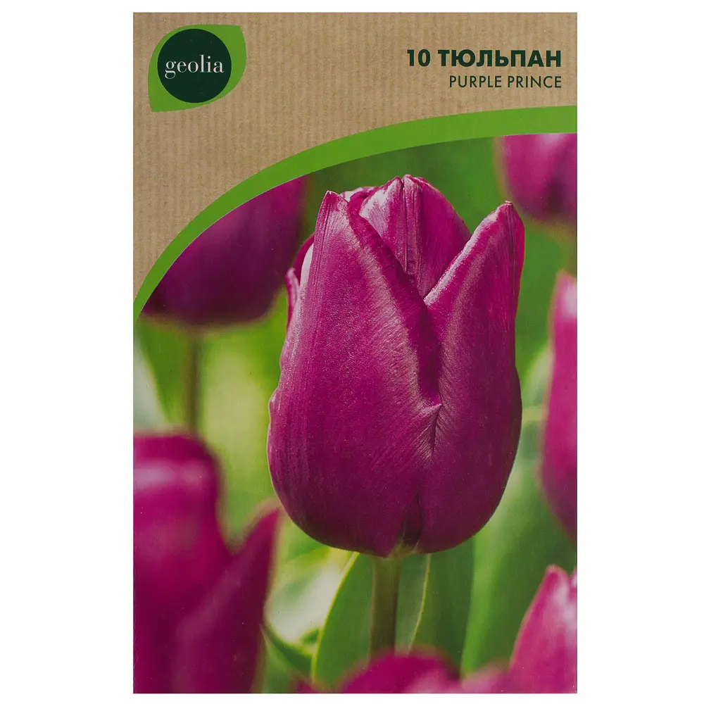 Тюльпан Purple Prince GEOLIA 11/12 10/9 STLM-2148733 - Вид №1