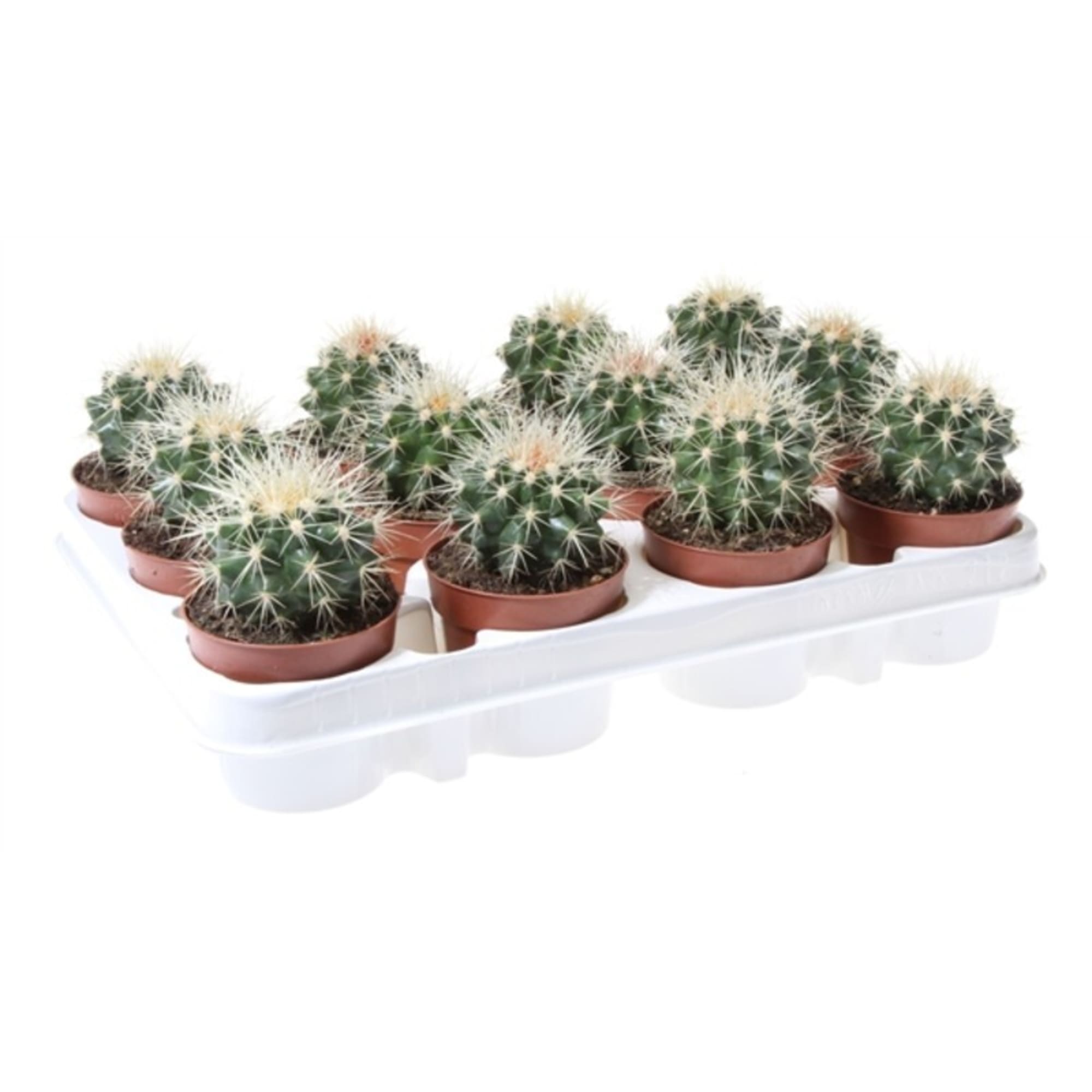 82580044 Кактус Эхинокактус Грузони 16x20 см Santreyd 