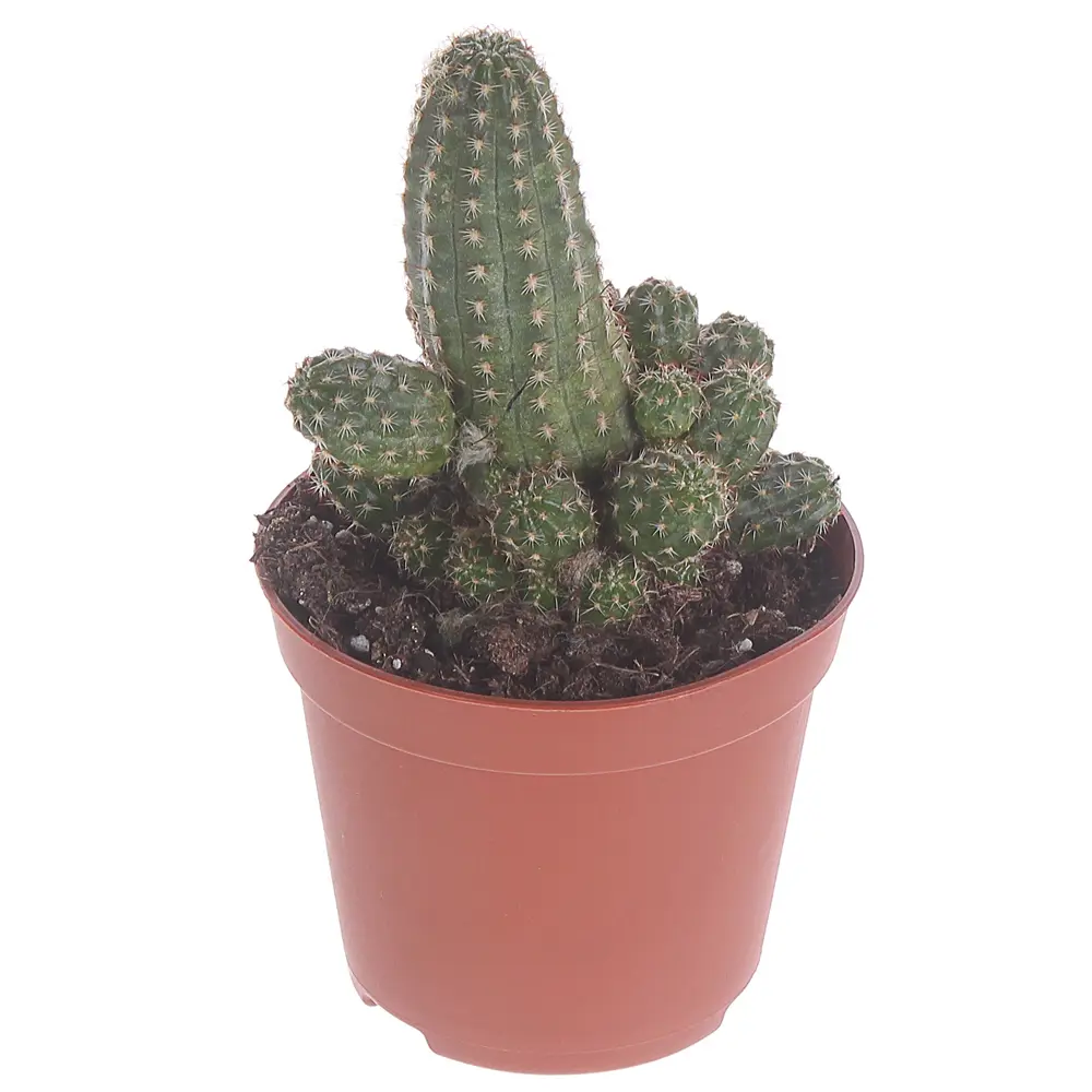 Santreyd Кактус Микс - живой декор для интерьера 81959346 STLM-0015375