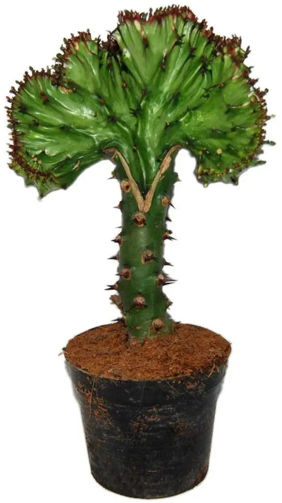 Santreyd Эуфорбия Кристата — уникальный суккулент с гребенчатой формой 89352932