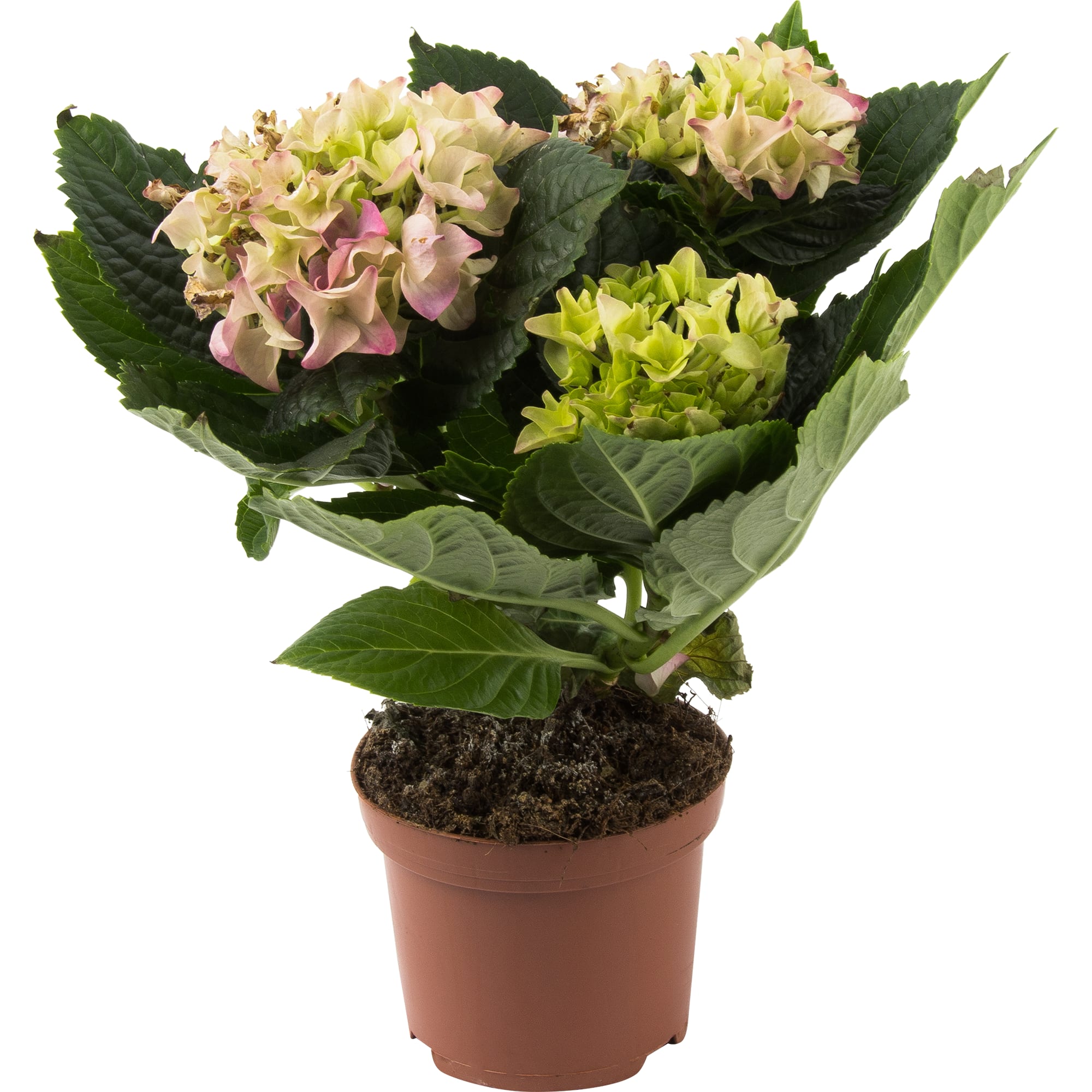 82580128 Гортензия макрофилла микс d10 h25 Santreyd 