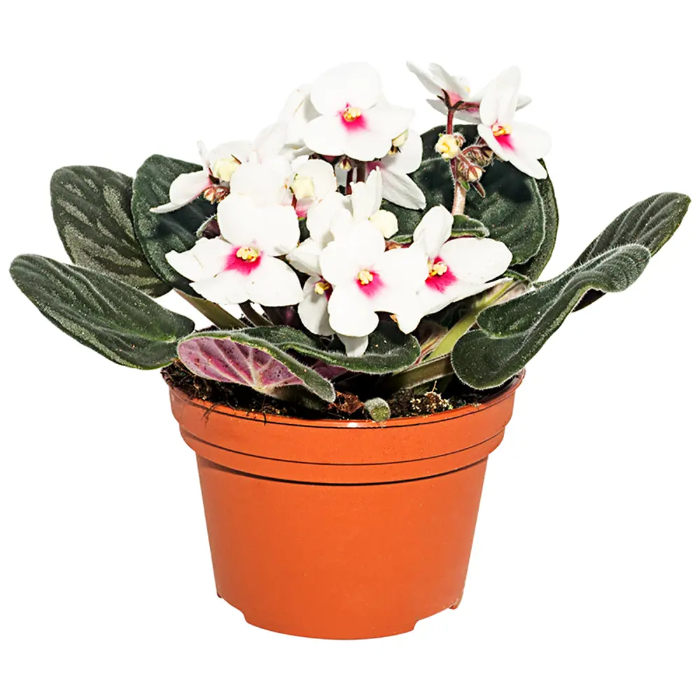 Santreyd Сенполия биколор микс - узумбарская фиалка в горшке 14750611 STLM-1339838