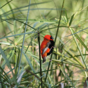 1298/CX38 Картина 1218 Adriani e Rossi