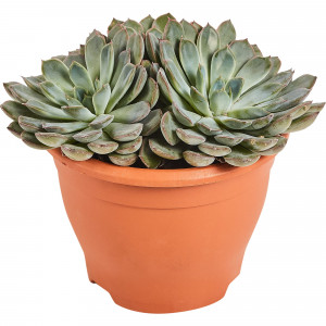 82850444 Ехеверия микс 17х30 см