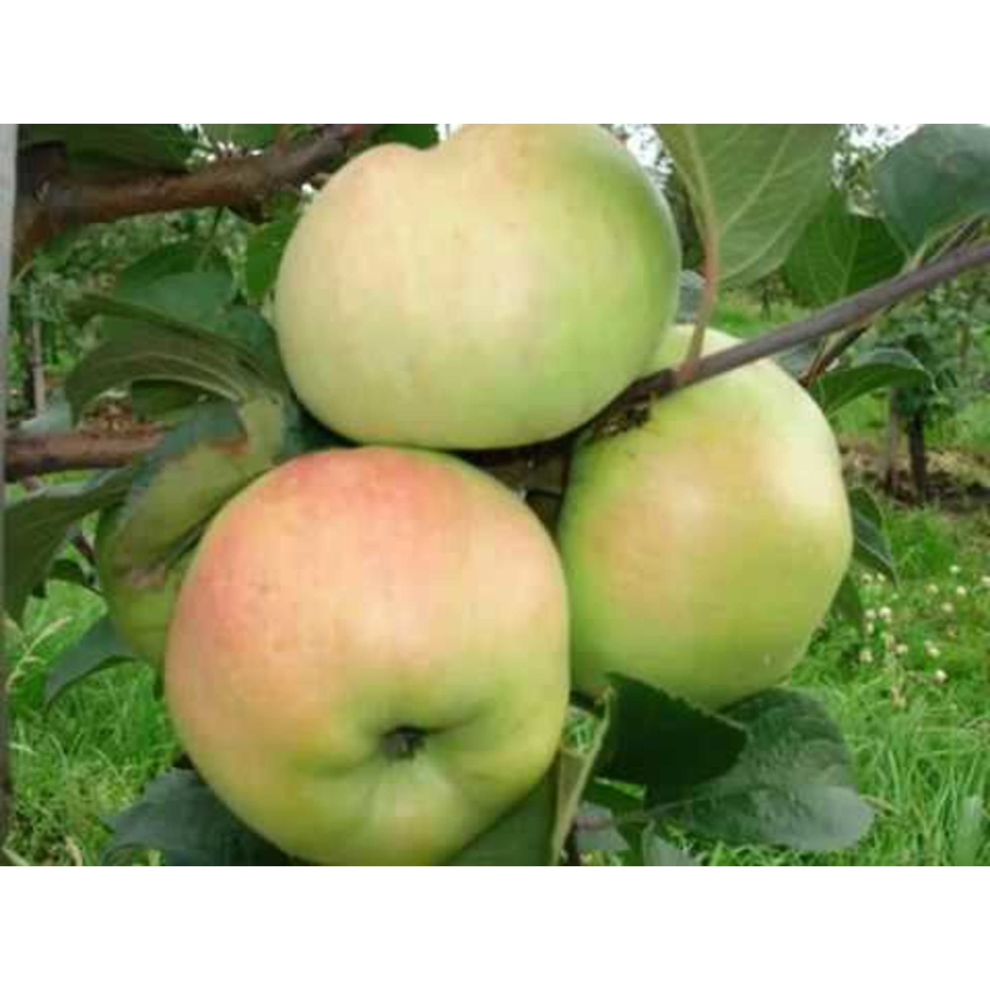 82597156 Яблоня «Богатырь» C4 высота 140 см Santreyd  - Вид №2