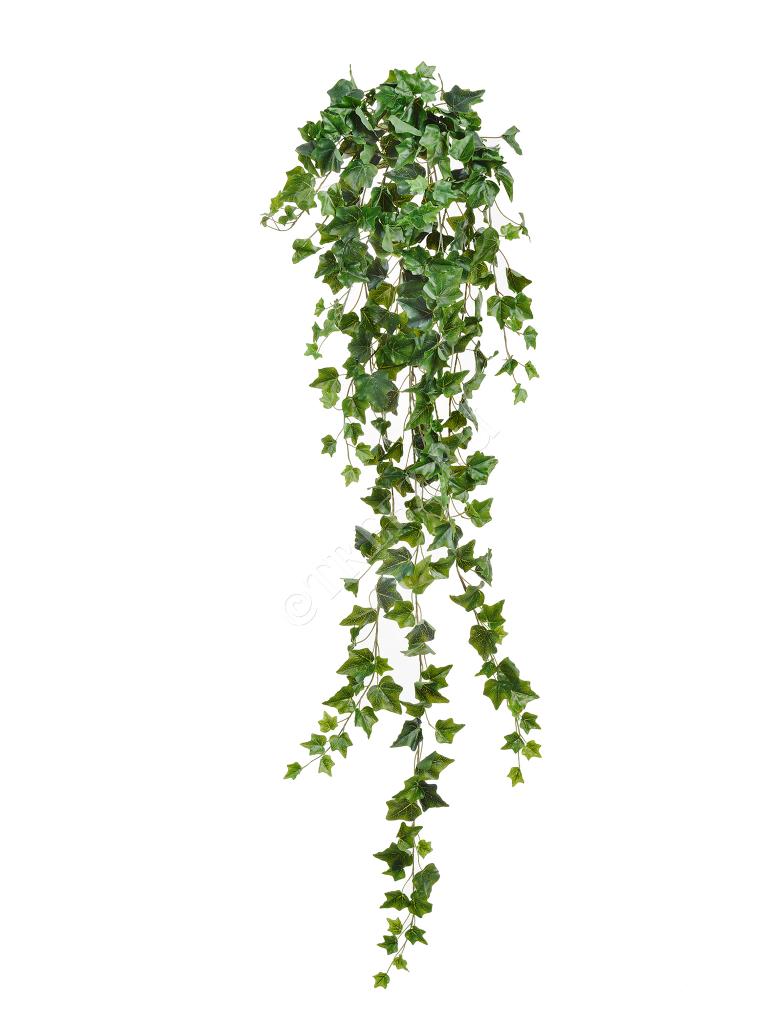 20.05170260N-L Английский плющ Олд Тэмпл зелёный Цветочная коллекция  - Вид №3