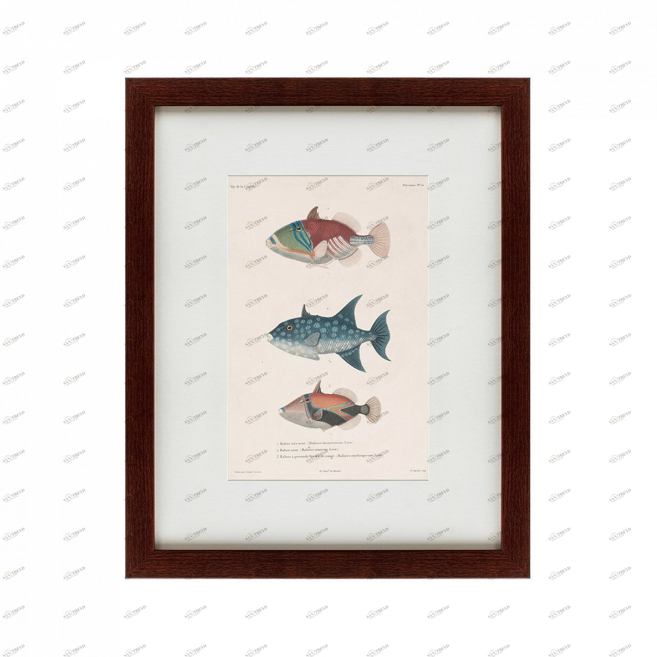 Картина: Tropical Fish, 1830 КАРТИНЫ В КВАРТИРУ  135737 Разноцветный 