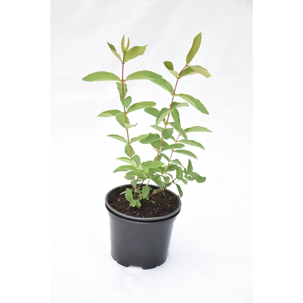 Жимолость «Фиалка» от Santreyd - саженец в контейнере 2-3 л 81969636 STLM-0959237 - Вид №1