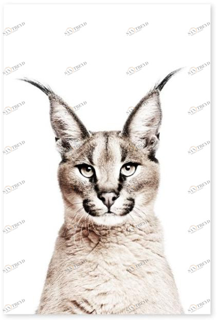 Groovy Magnets Клейкое виниловое украшение  St-92x60-ly 