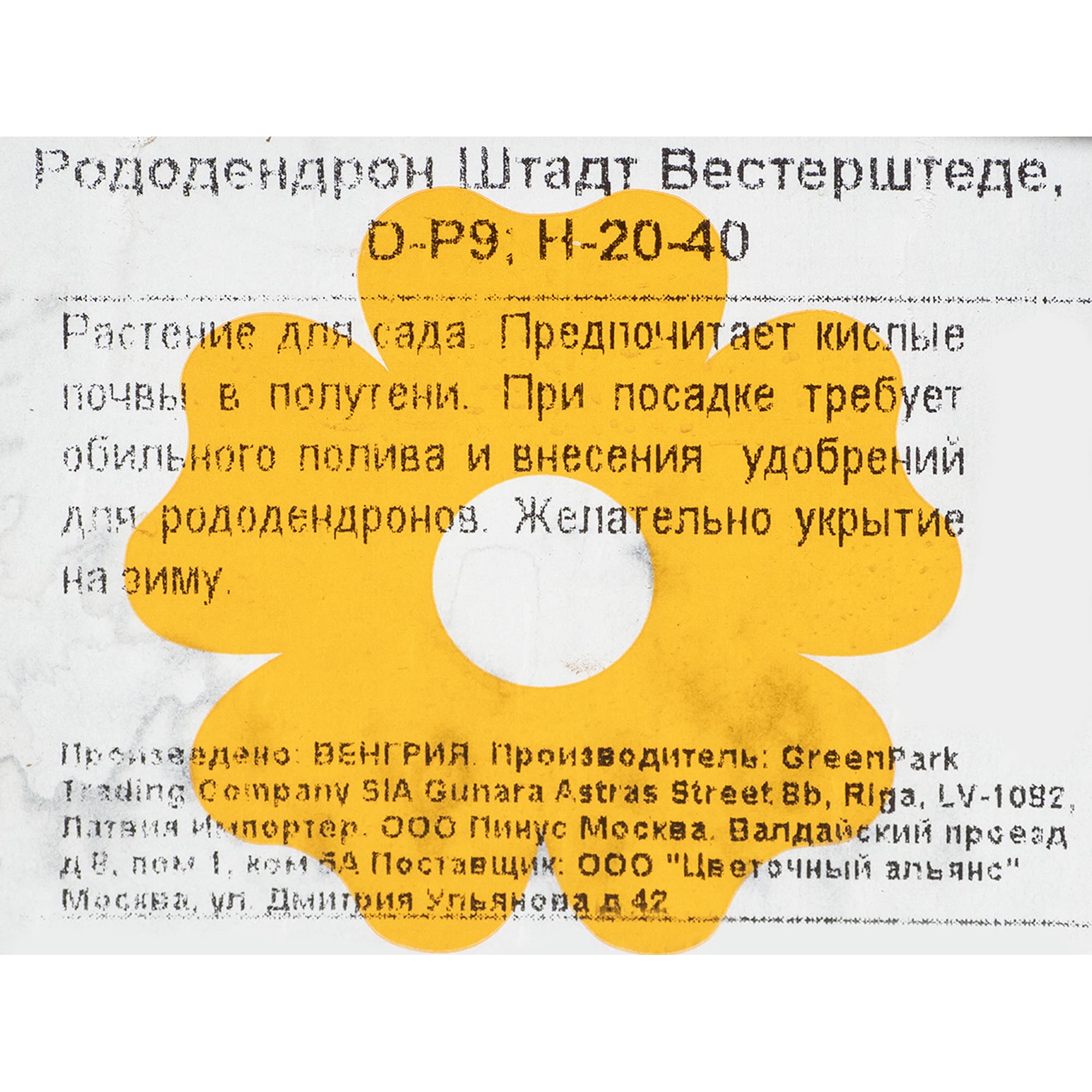 17892295 Рододендрон Штадт Вестерштеде, Р9 Santreyd 