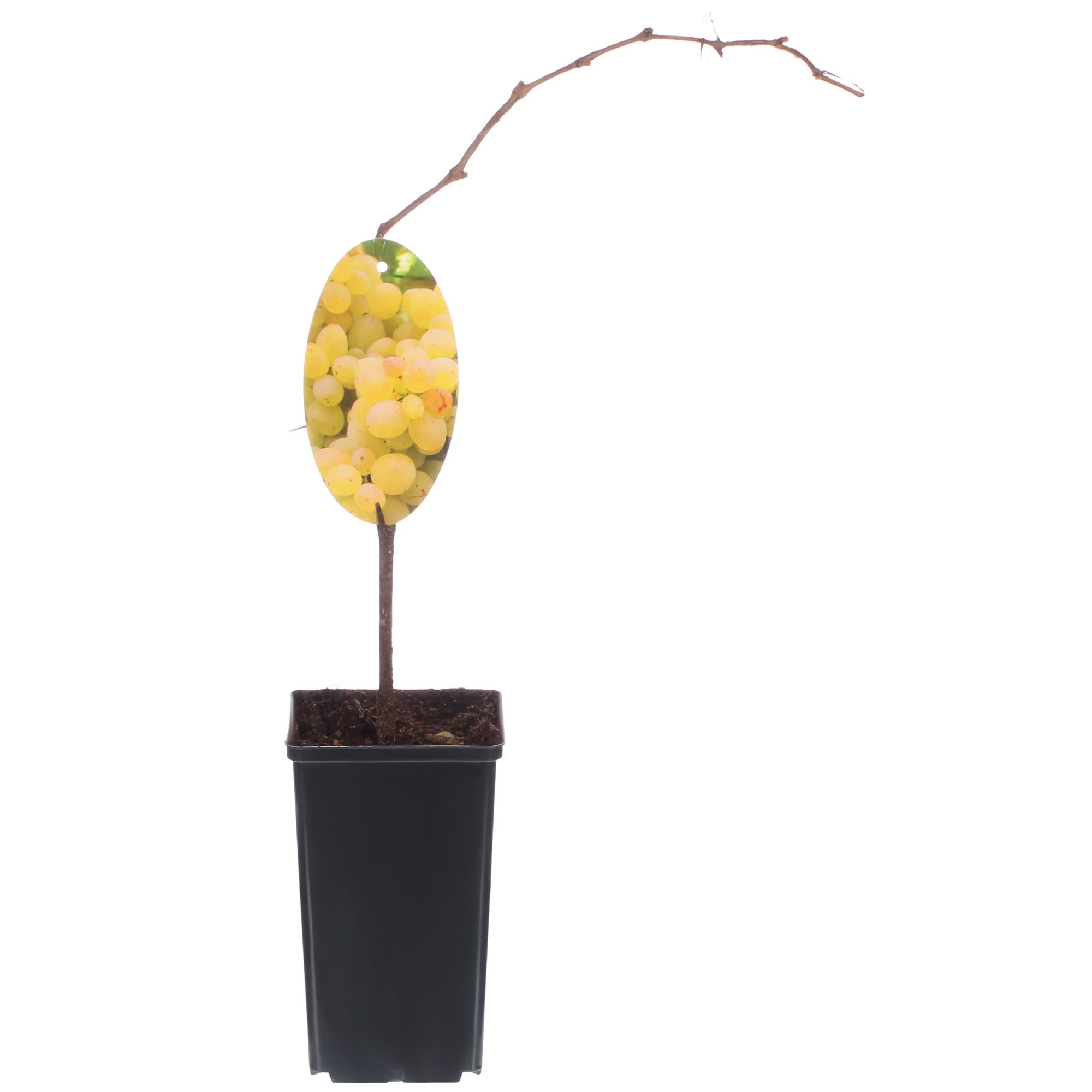 81954906 Виноград плодовый С2 «Кристалл» h50 Santreyd 