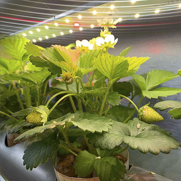 3553 Комплект Quantum line 115 см LAB.Space  - Вид №11