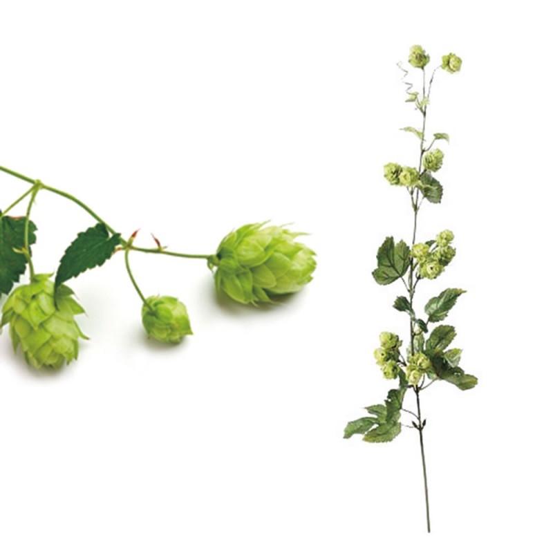 L32X10 Цветок хмеля Adriani e Rossi Зеленый  - Вид №1