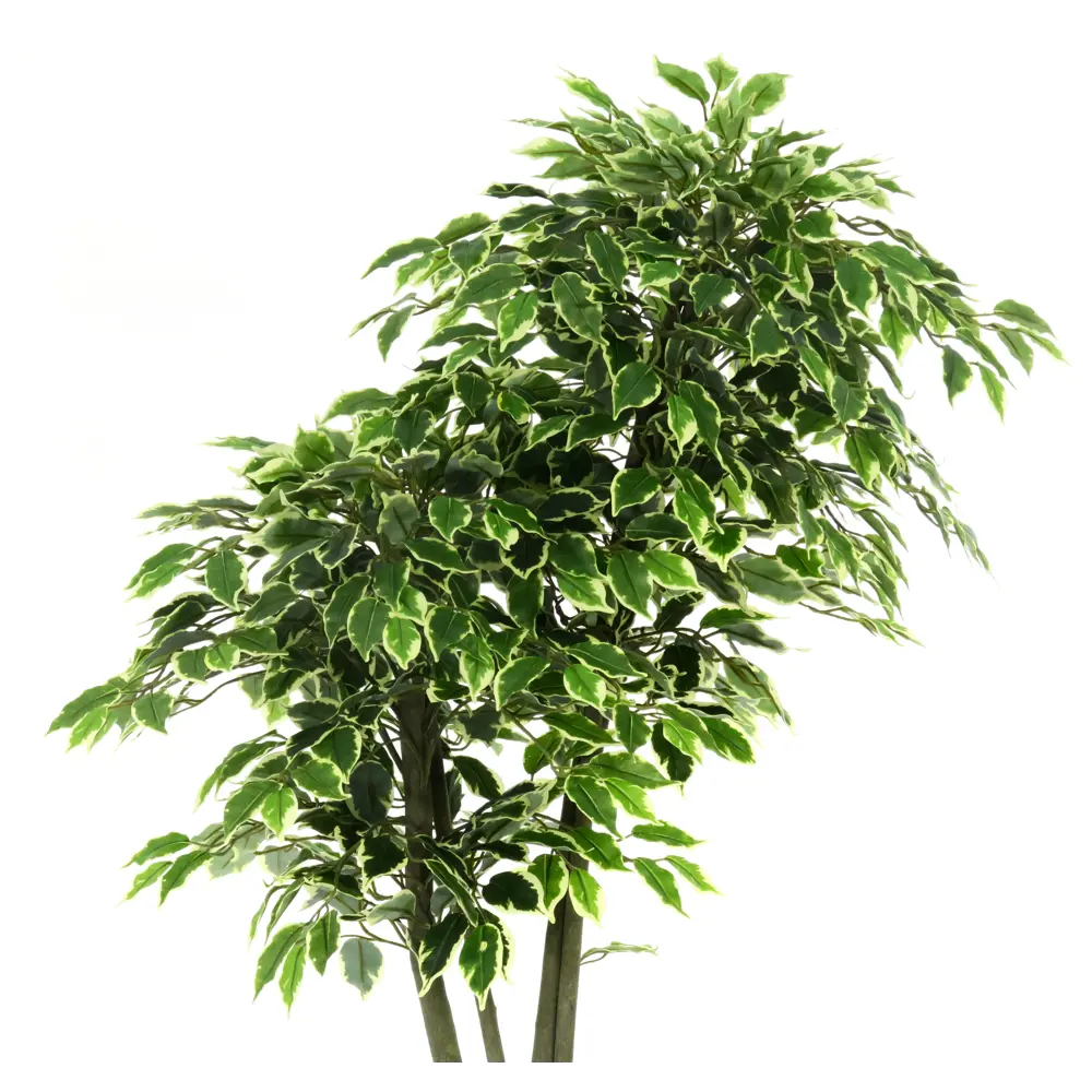 Фикус Наки Дуо Меланж ø21 h160 см Santreyd STLM-2114540 - Вид №3