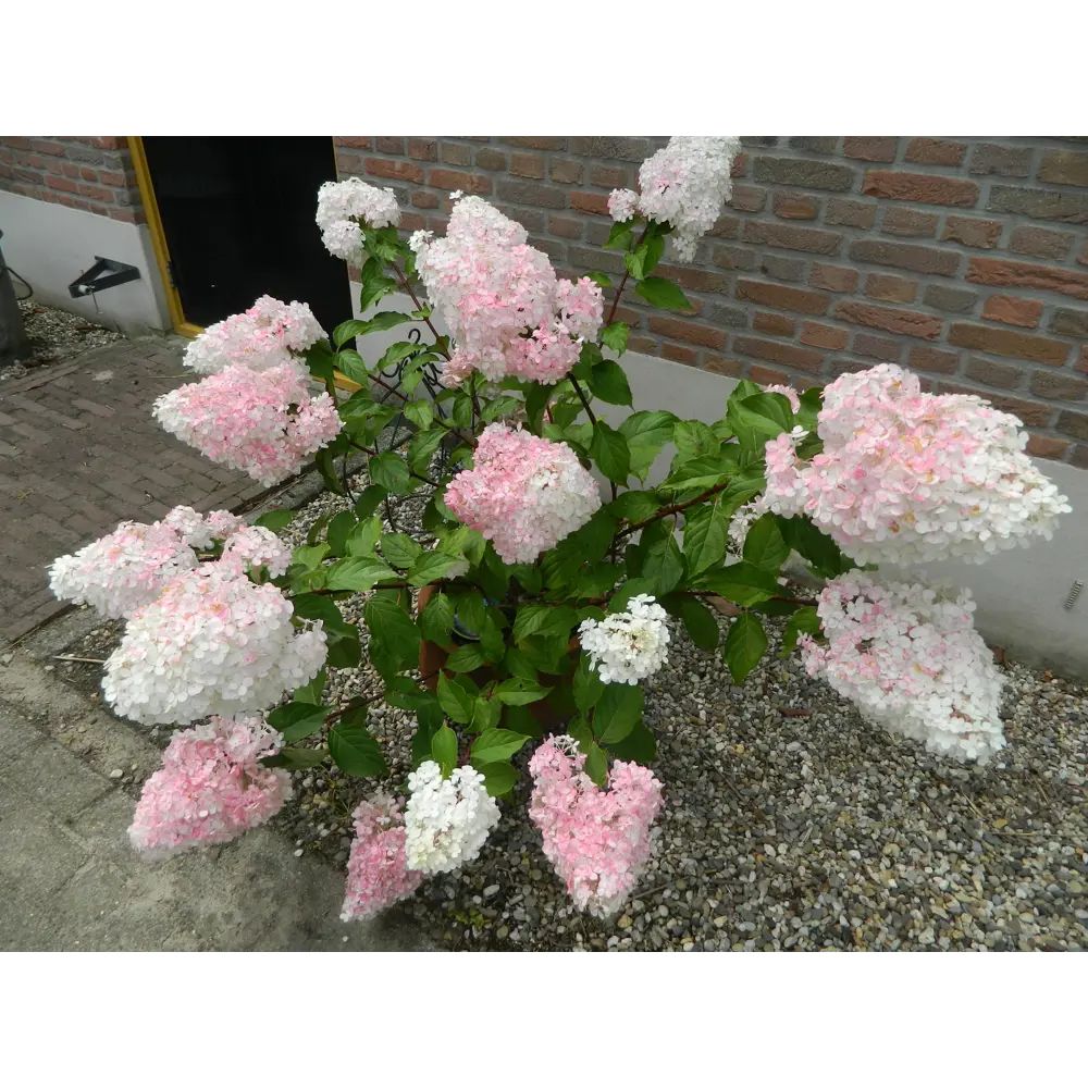 Гортензия метельчатая «Ванила Фрайз» 9x15 см PLANTMARKET STLM-2123507