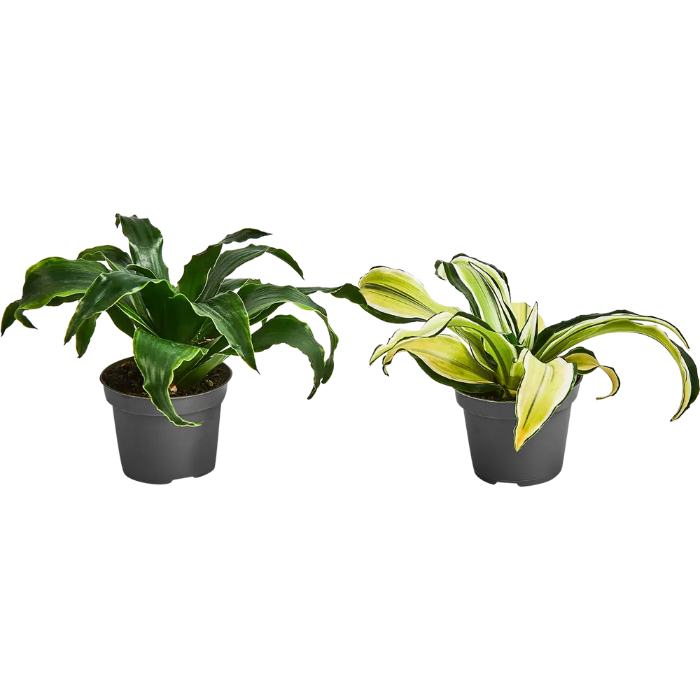 Santreyd Драцена Драгонтри микс — изящное растение с резными листьями 87819512 STLM-0075863