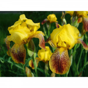 85324908 Ирис болотный ø17 h30 см