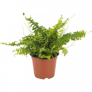 13534108 Нефролепис Грин Леди 12х37 см