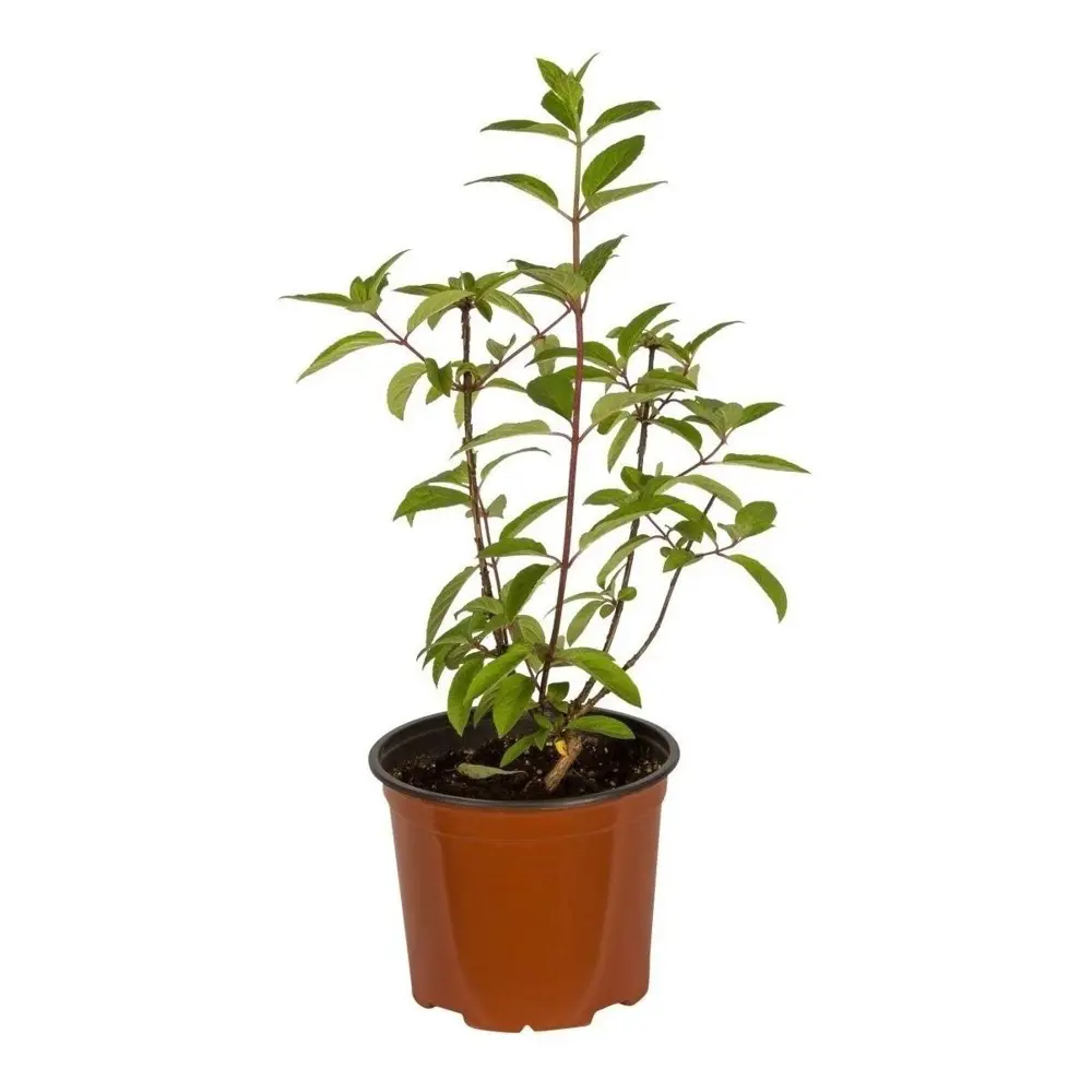 Гортензия метельчатая Строберри Блоссом ø19 h30 см 89465387 STLM-2007743 PLANTMARKET  - Вид №1