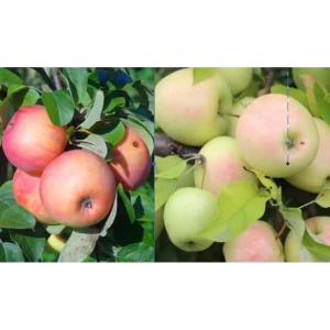 Яблоня Мелба/Рижский голубок пакет