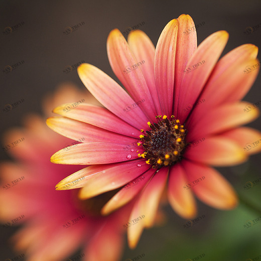 C1-149 Фотообои DIVINO Collection C 2.7х3 м C1149