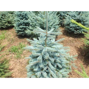 Ель колючая Аризона Кейбаб от Santreyd - серебристо-голубая красавица для сада 89363799