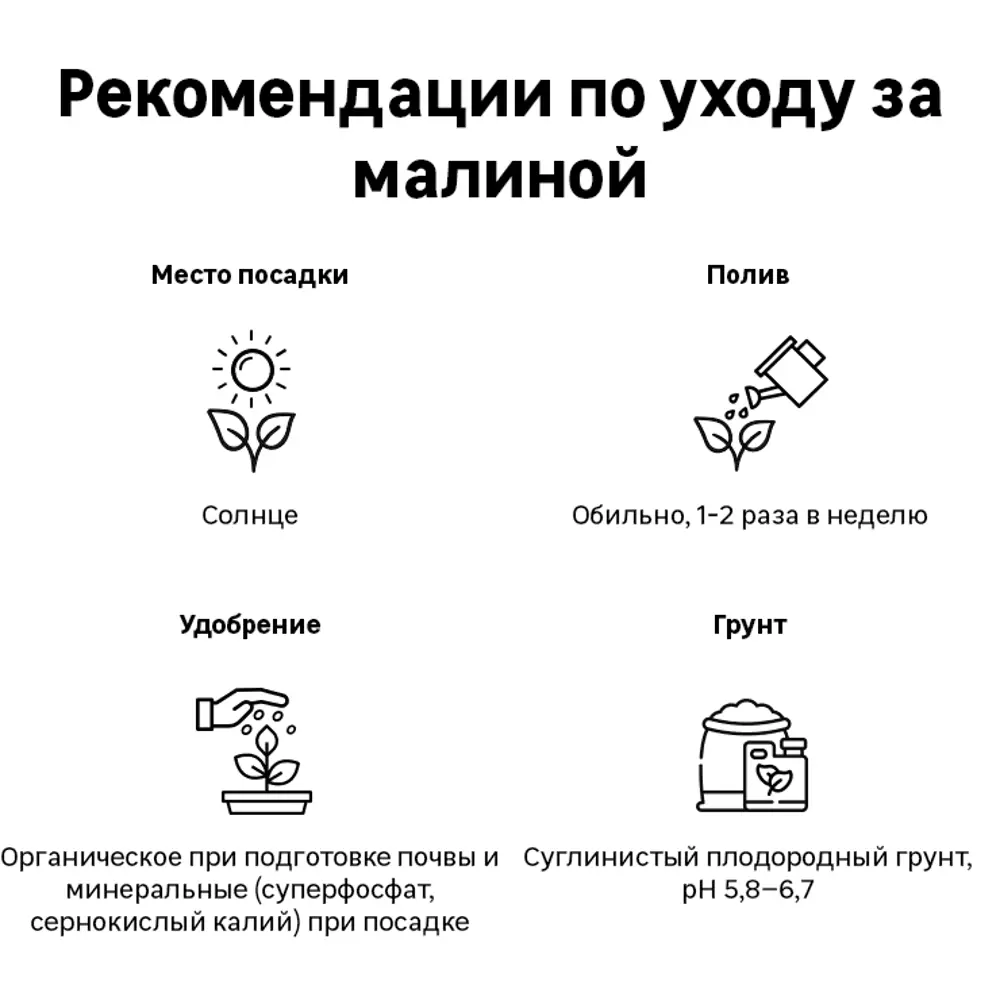 Малина Беглянка h20 см Поиск 84107835 STLM-2016912 Santreyd  - Вид №2