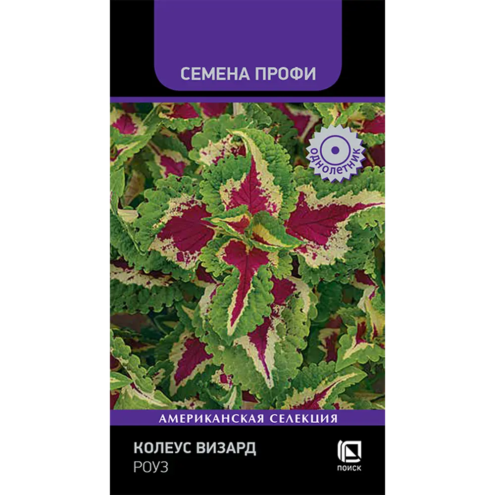 ПОИСК Колеус Визард Роуз - декоративный однолетник с розово-белой листвой 89401222 STLM-1569268