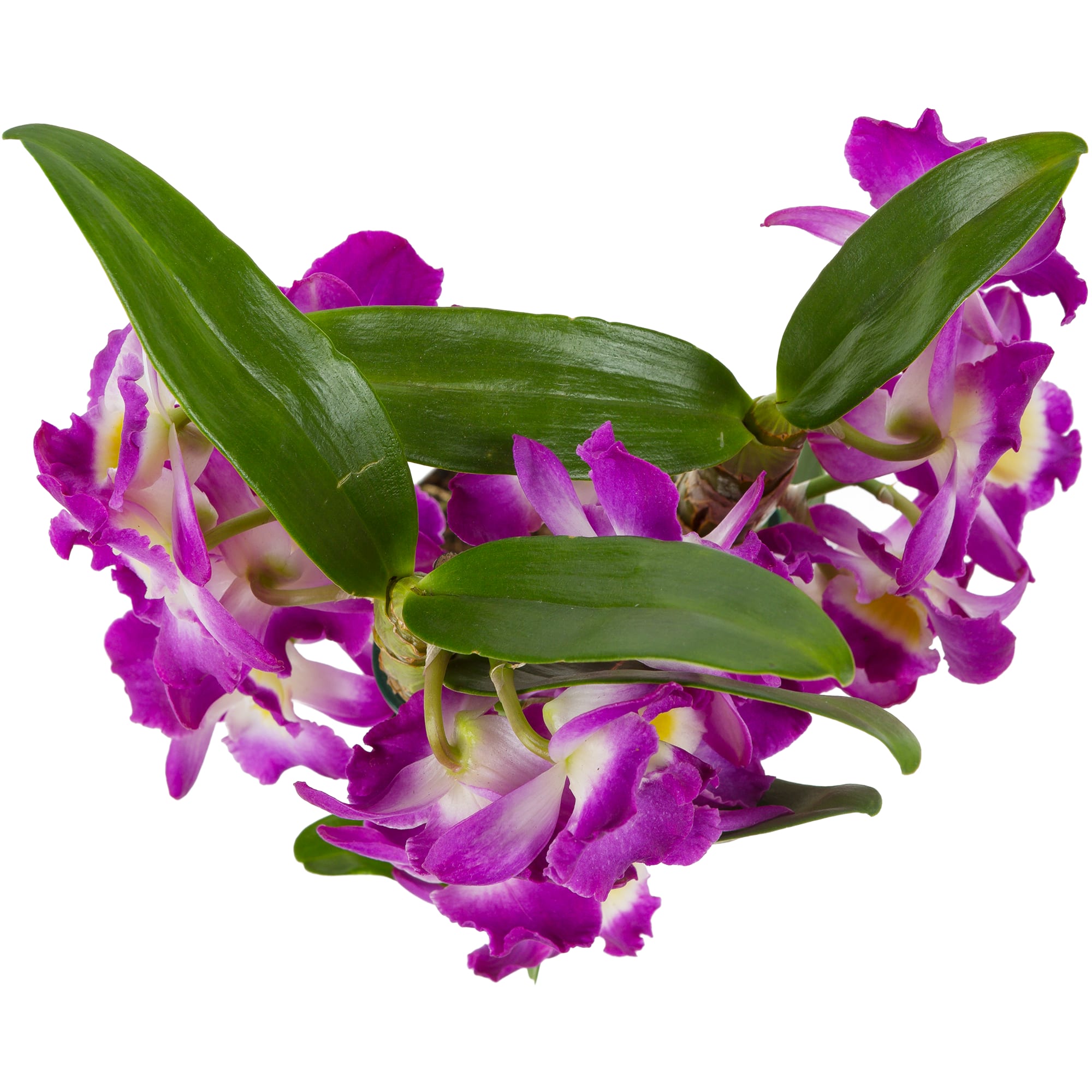 82046466 Орхидея Дендробиум микс ø12 h45 см Santreyd  - Вид №1