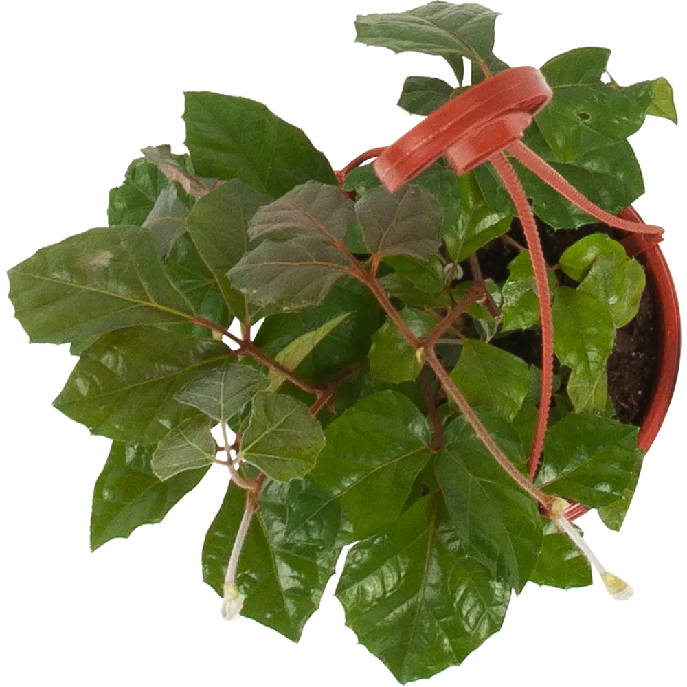 Santreyd Циссус декоративный с зелеными волнистыми листьями в кашпо 16 см 82649978 STLM-0032832 - Вид №1