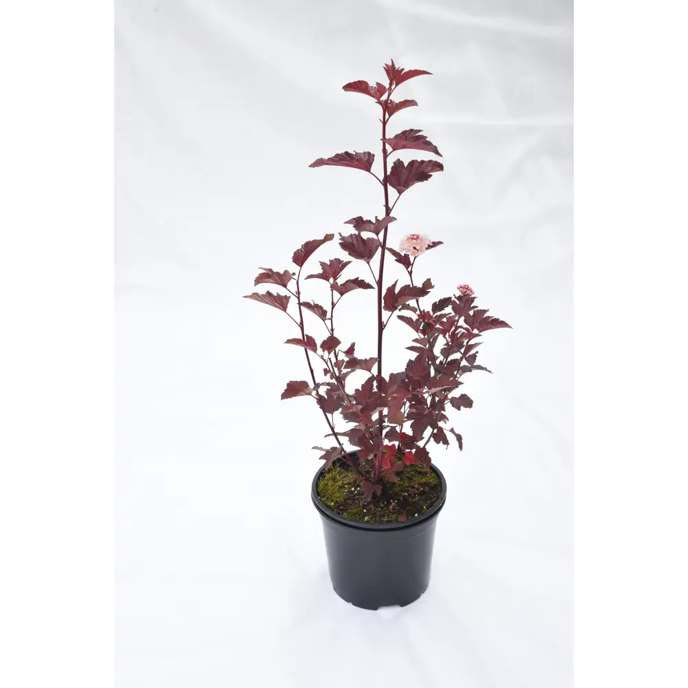 Пузыреплодник калинолистный «Леди Ин Ред» Santreyd - декоративный кустарник 3 л 81968690 STLM-0960552 - Вид №1