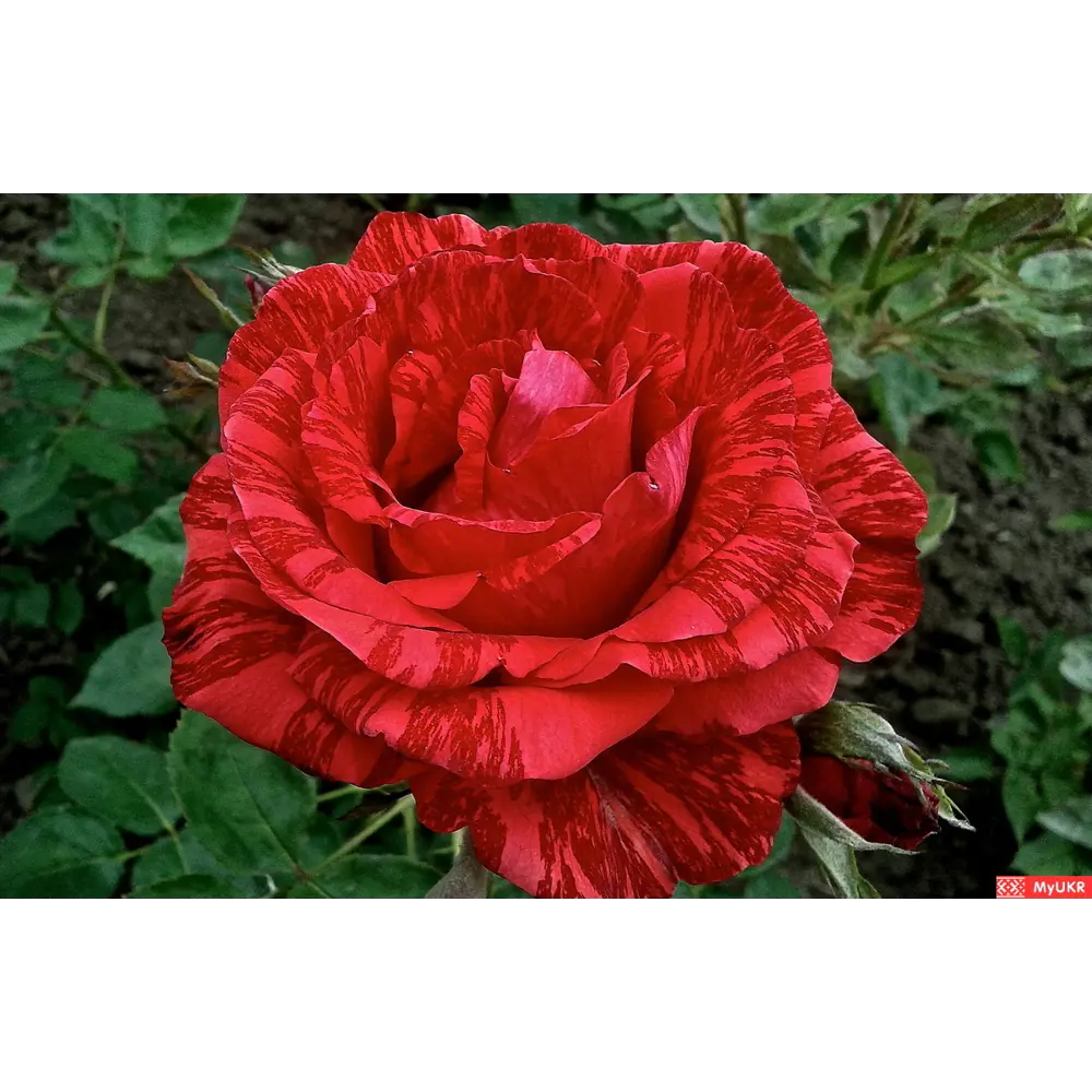 Чайно-гибридная роза Ред Интуишн с розовыми цветами 85324135 Santreyd STLM-1581999 - Вид №2