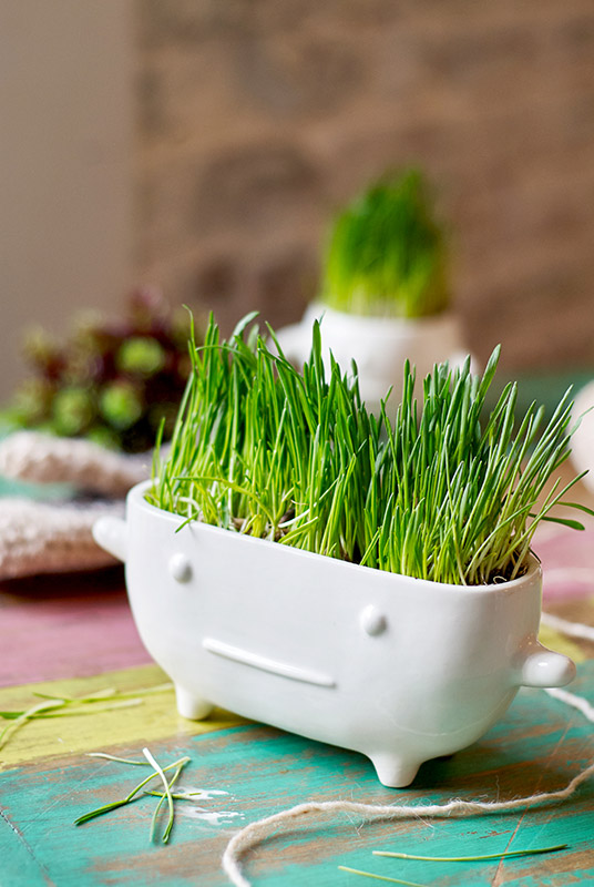 Набор для выращивания eco "Буль" ЭКОЧЕЛОВЕКИ  254568 Белый  - Вид №4