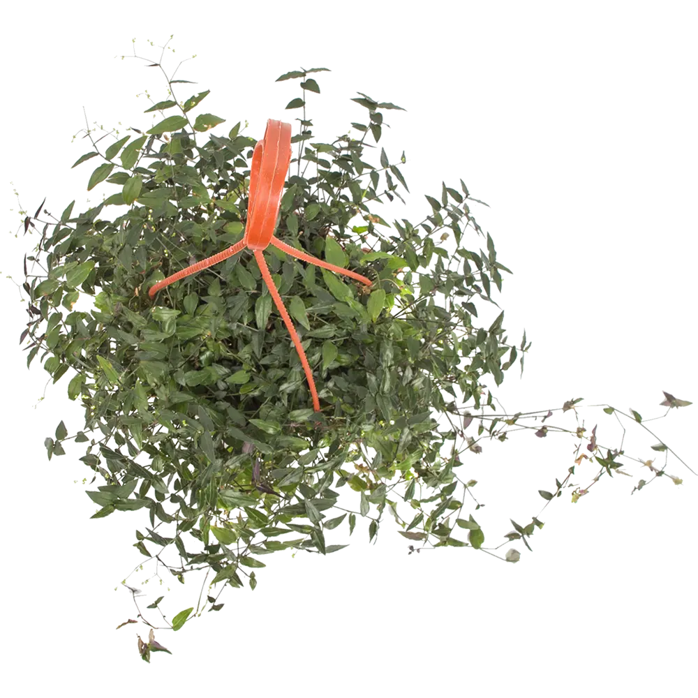 Santreyd Традесканция микс в подвесном кашпо - живой декор для интерьера 82560376 STLM-0029922 - Вид №1