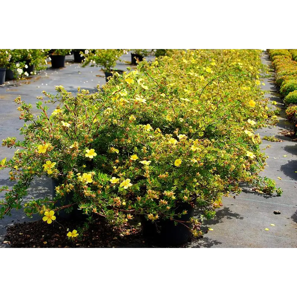 Лапчатка кустарниковая Елизабет ø9 h20 см 84406439 STLM-2010372 PLANTMARKET 