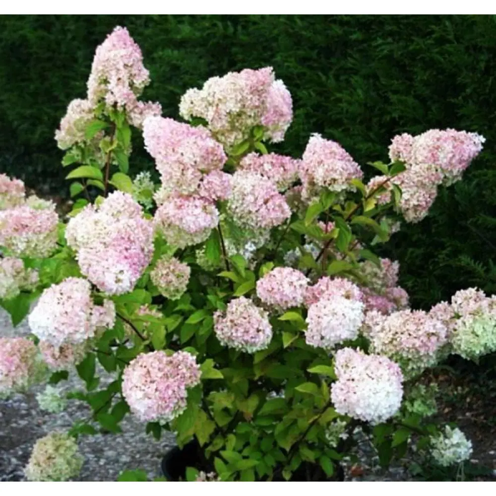 Гортензия метельчатая Диамантино ø19 h40 - 60 см 87691075 STLM-2015860 PLANTMARKET 