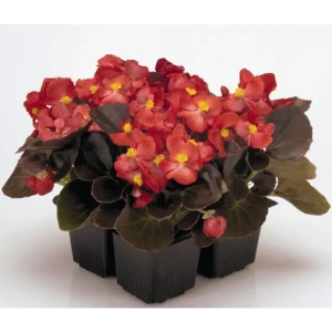 Santreyd Бегония вечноцветущая ампельная - 4 саженца для балконов и террас 84855864